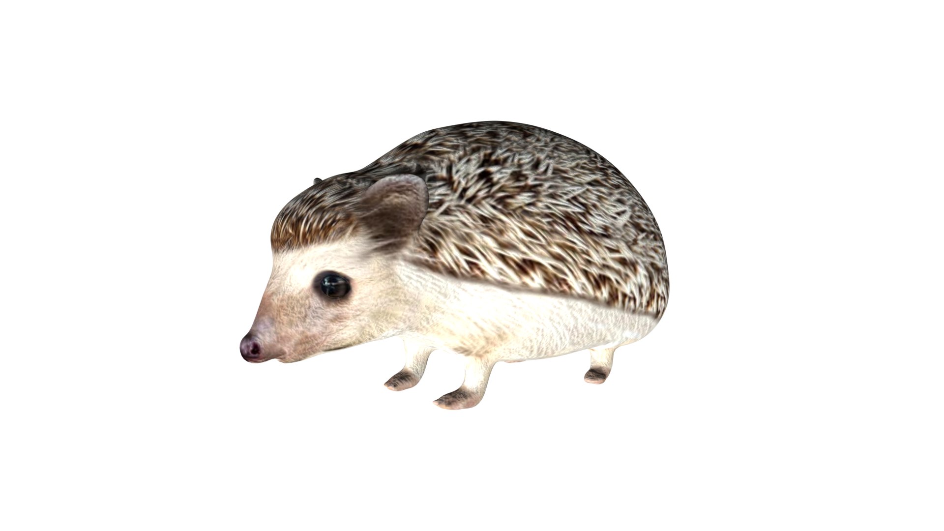 Realistic Fully rigged low poly Hedgehog model https://p.turbosquid.com/ts-thumb/cT/6lfWAq/Mf/a2/jpg/1625979042/1920x1080/fit_q87/3fb7ba477001360c3a09deaf56fafa7bcf27917e/a2.jpg