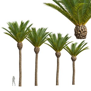 3D New Plant High detail Phoenix Canariensis Decorative Garden