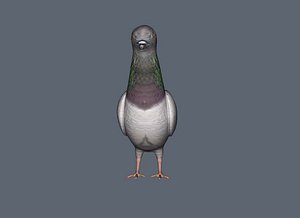 pigeon 3d max