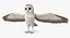 Common Barn Owl