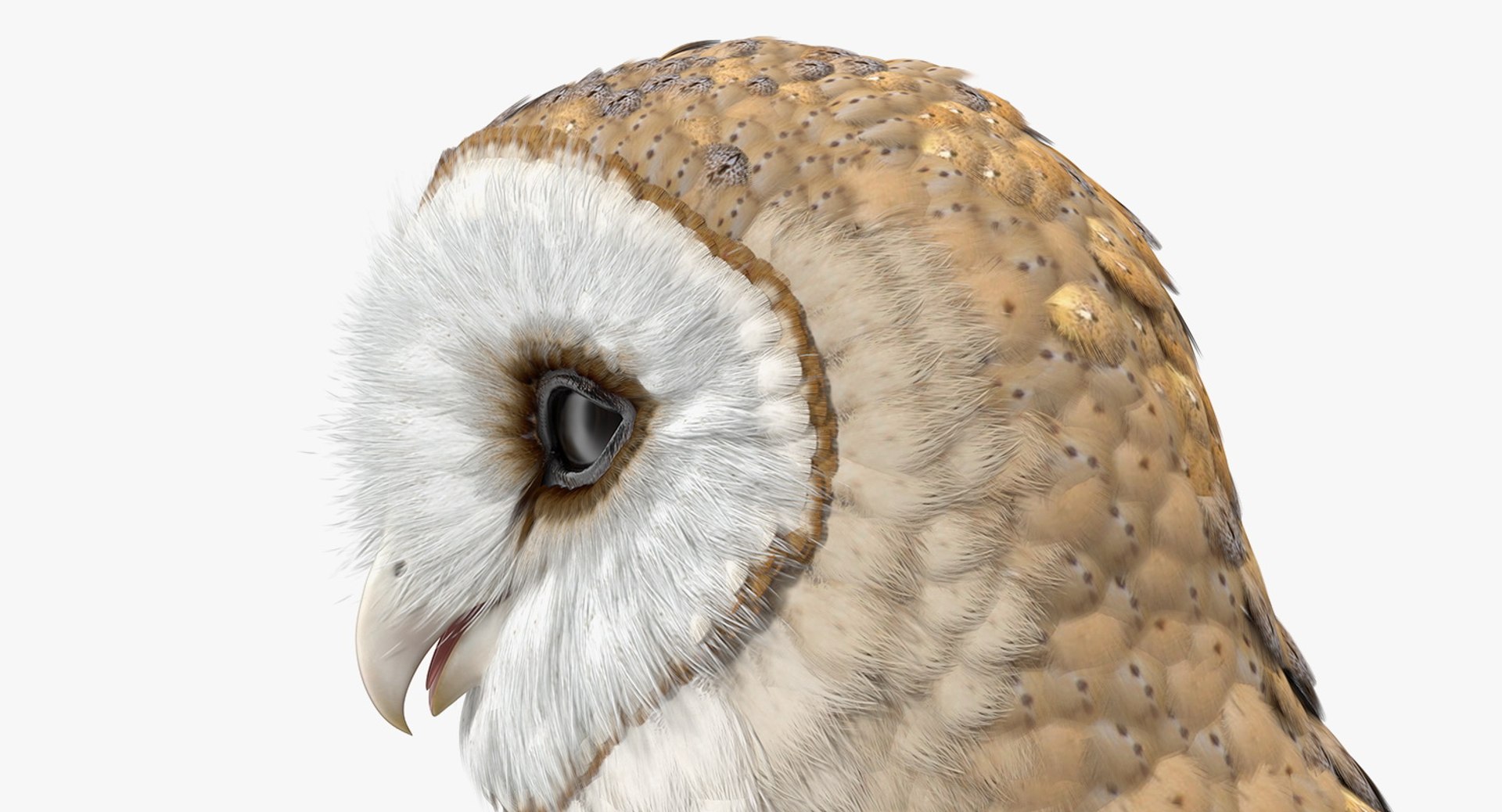 3D common barn owl model https://p.turbosquid.com/ts-thumb/cT/BNLKkb/7ut4wnlH/commonbarnowlvray3dmodel012/jpg/1565186085/1920x1080/fit_q87/da4a3c571e67b41d8f94be1c63522f4ba3017ca9/commonbarnowlvray3dmodel012.jpg