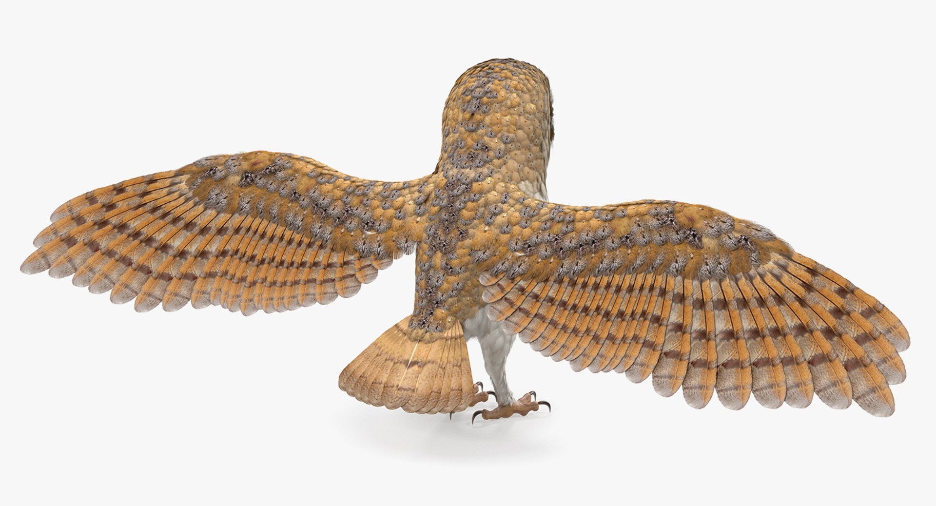 3D common barn owl model https://p.turbosquid.com/ts-thumb/cT/BNLKkb/L6vWBHvW/commonbarnowlvray3dmodel006/jpg/1565186067/1920x1080/fit_q87/72614da6c1007055e3f321107a5c8b95cffdd481/commonbarnowlvray3dmodel006.jpg