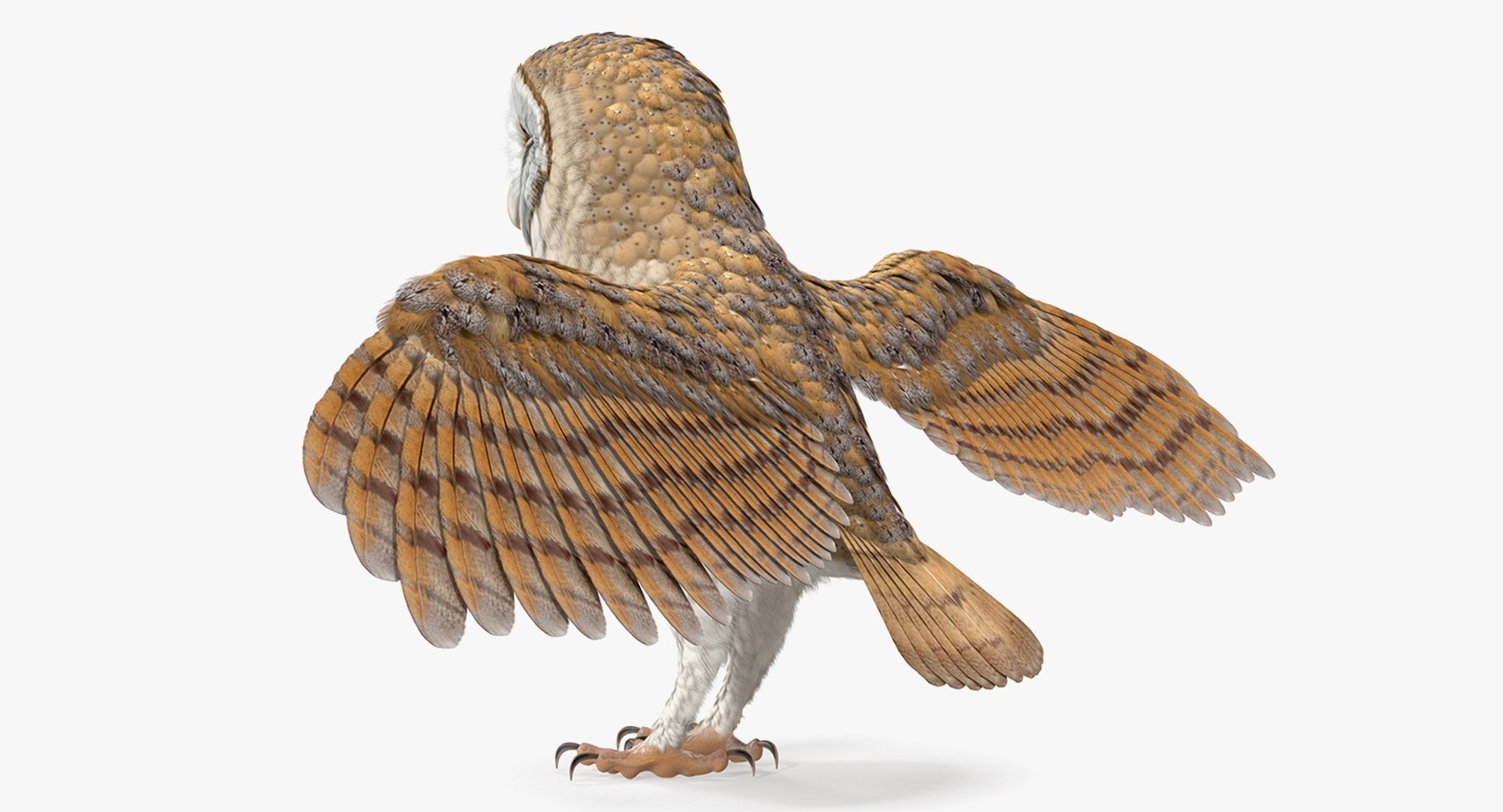 3D common barn owl model https://p.turbosquid.com/ts-thumb/cT/BNLKkb/RE9uv3vi/commonbarnowlvray3dmodel007/jpg/1565186070/1920x1080/fit_q87/2b838f4ac7653bcdb3a362112df234f7d7ec27cf/commonbarnowlvray3dmodel007.jpg
