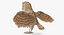 Common Barn Owl