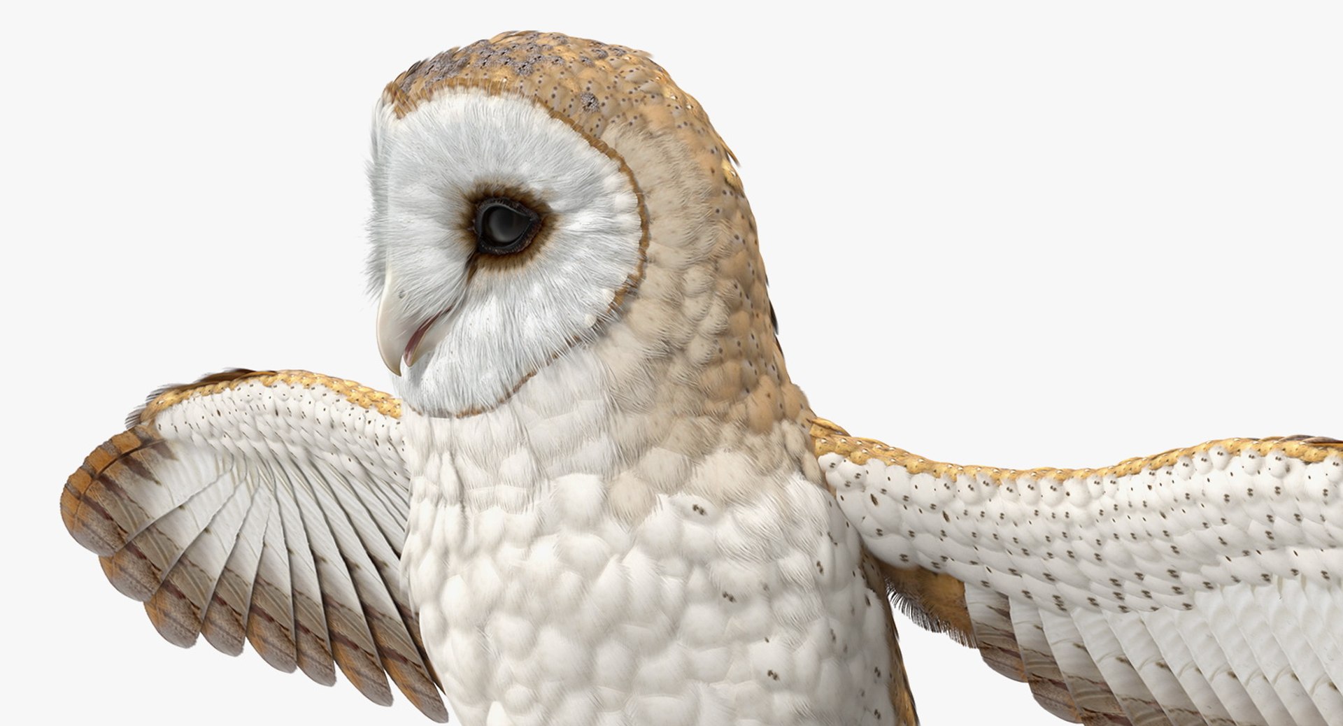 3D common barn owl model https://p.turbosquid.com/ts-thumb/cT/BNLKkb/T2zzd6vL/commonbarnowlvray3dmodel009/jpg/1565186076/1920x1080/fit_q87/dbaccbc7ec8f565f4970ba607daf822cfc68d209/commonbarnowlvray3dmodel009.jpg