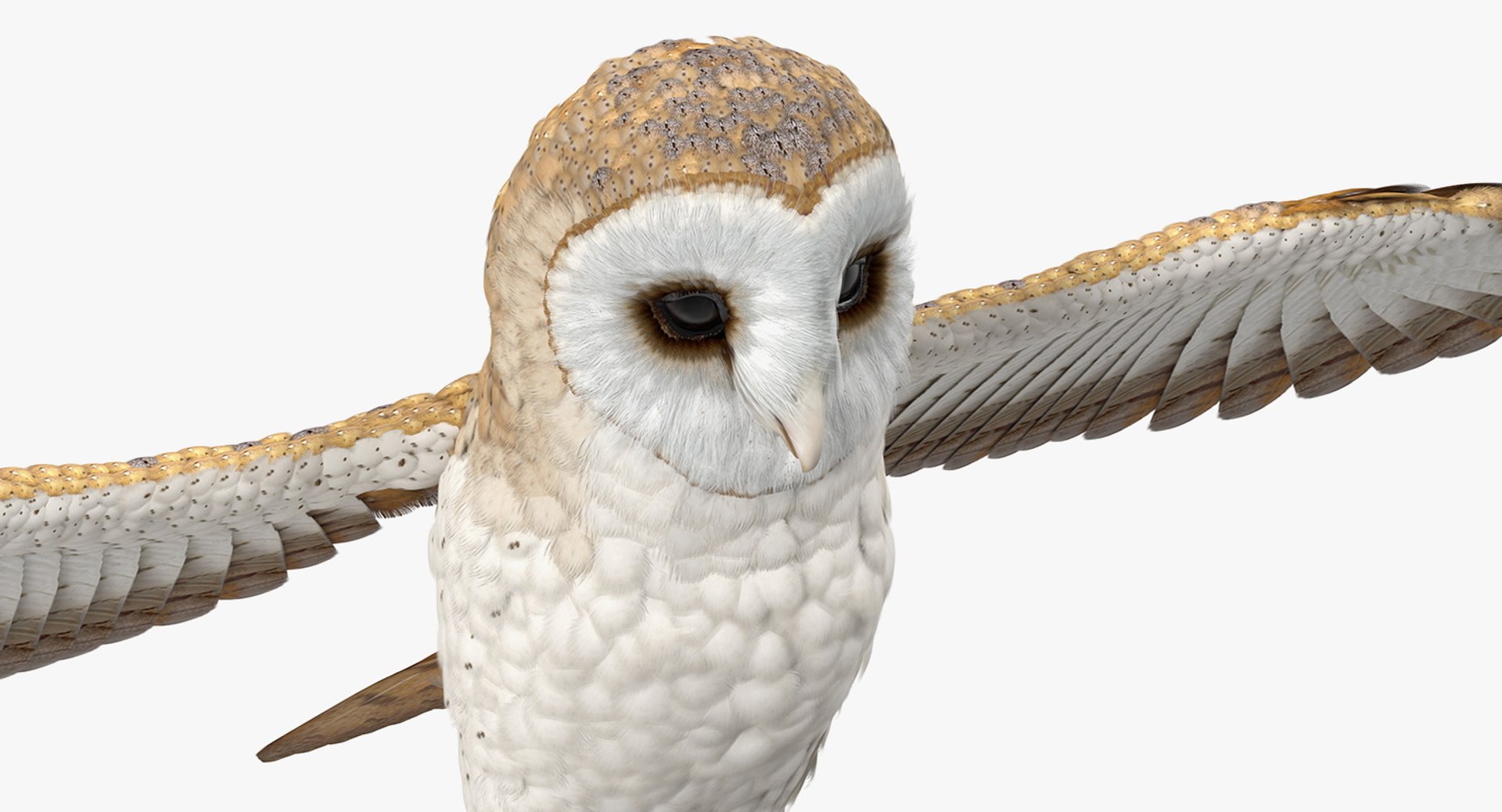 3D common barn owl model https://p.turbosquid.com/ts-thumb/cT/BNLKkb/auNrBTeN/commonbarnowlvray3dmodel010/jpg/1565186079/1920x1080/fit_q87/991a7e229e4330bca9da1778319d93b974db55c7/commonbarnowlvray3dmodel010.jpg