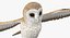 Common Barn Owl