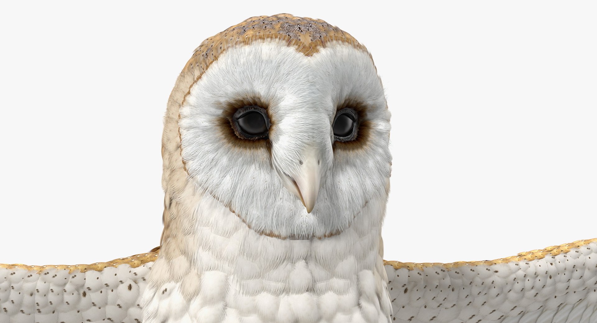 3D common barn owl model https://p.turbosquid.com/ts-thumb/cT/BNLKkb/cecyX5h8/commonbarnowlvray3dmodel011/jpg/1565186082/1920x1080/fit_q87/cdcb690508743a4b05163fce89f543bf233c494c/commonbarnowlvray3dmodel011.jpg