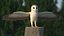 Common Barn Owl