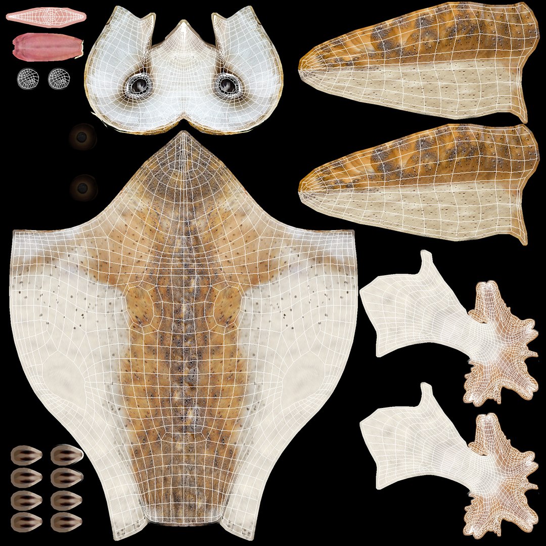 3D common barn owl model https://p.turbosquid.com/ts-thumb/cT/BNLKkb/jcIAKyhX/commonbarnowlvray3dmodel020/jpg/1565186113/1920x1080/fit_q87/2a2b65a8efcbec8d06f4e6c452f6f03e190f34bc/commonbarnowlvray3dmodel020.jpg