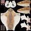 Common Barn Owl