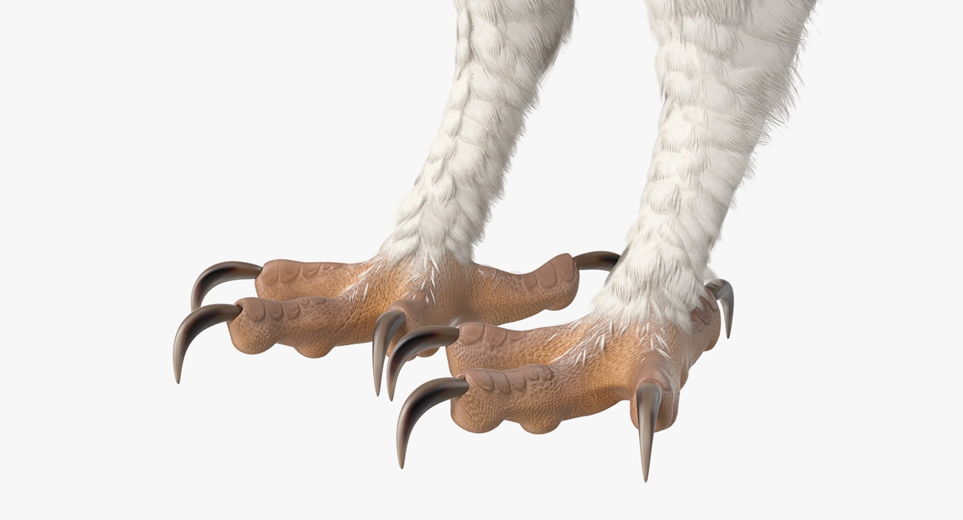 3D common barn owl model https://p.turbosquid.com/ts-thumb/cT/BNLKkb/l0cH6LRQ/commonbarnowlvray3dmodel016/jpg/1565186099/1920x1080/fit_q87/a6a4169a6328069f9f871f5579e4ec0256a5c55b/commonbarnowlvray3dmodel016.jpg