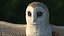 Common Barn Owl