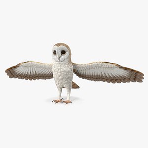 3D common barn owl model