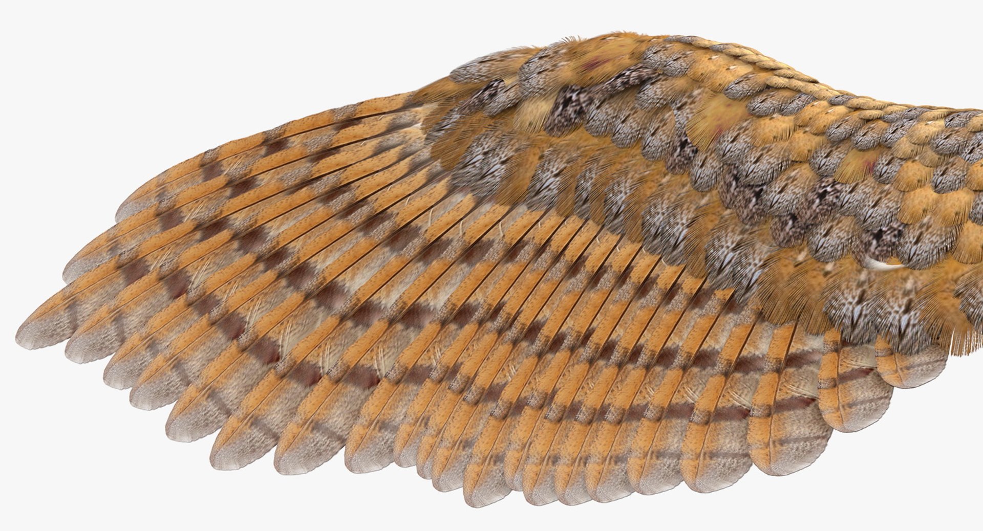 3D common barn owl model https://p.turbosquid.com/ts-thumb/cT/BNLKkb/tcOvSfXr/commonbarnowlvray3dmodel015/jpg/1565186095/1920x1080/fit_q87/8efc76070c26ecf972395591d1d79ce78329d682/commonbarnowlvray3dmodel015.jpg