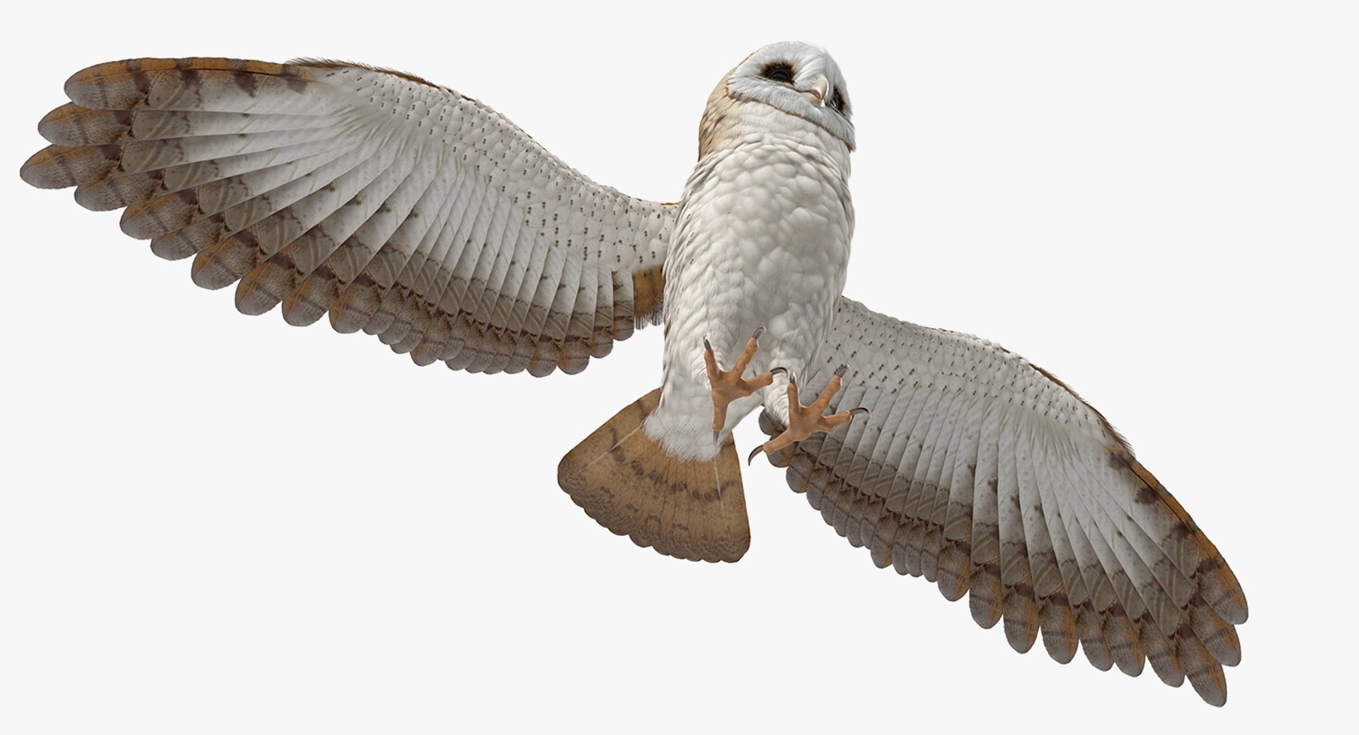 3D common barn owl model https://p.turbosquid.com/ts-thumb/cT/BNLKkb/zdZqKjvF/commonbarnowlvray3dmodel008/jpg/1565186073/1920x1080/fit_q87/350ddaa7aad8d01b28de088409976e6f886cbf60/commonbarnowlvray3dmodel008.jpg
