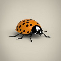 Ladybug