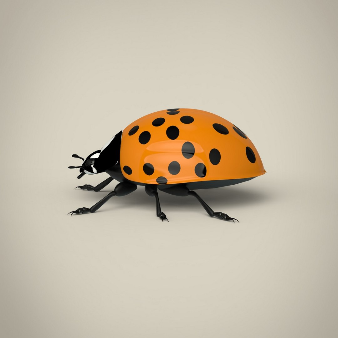 3D Ladybug - TurboSquid 1958938