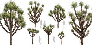 Collection plant vol 592 - Yucca - Brevifolia - Tree - blender