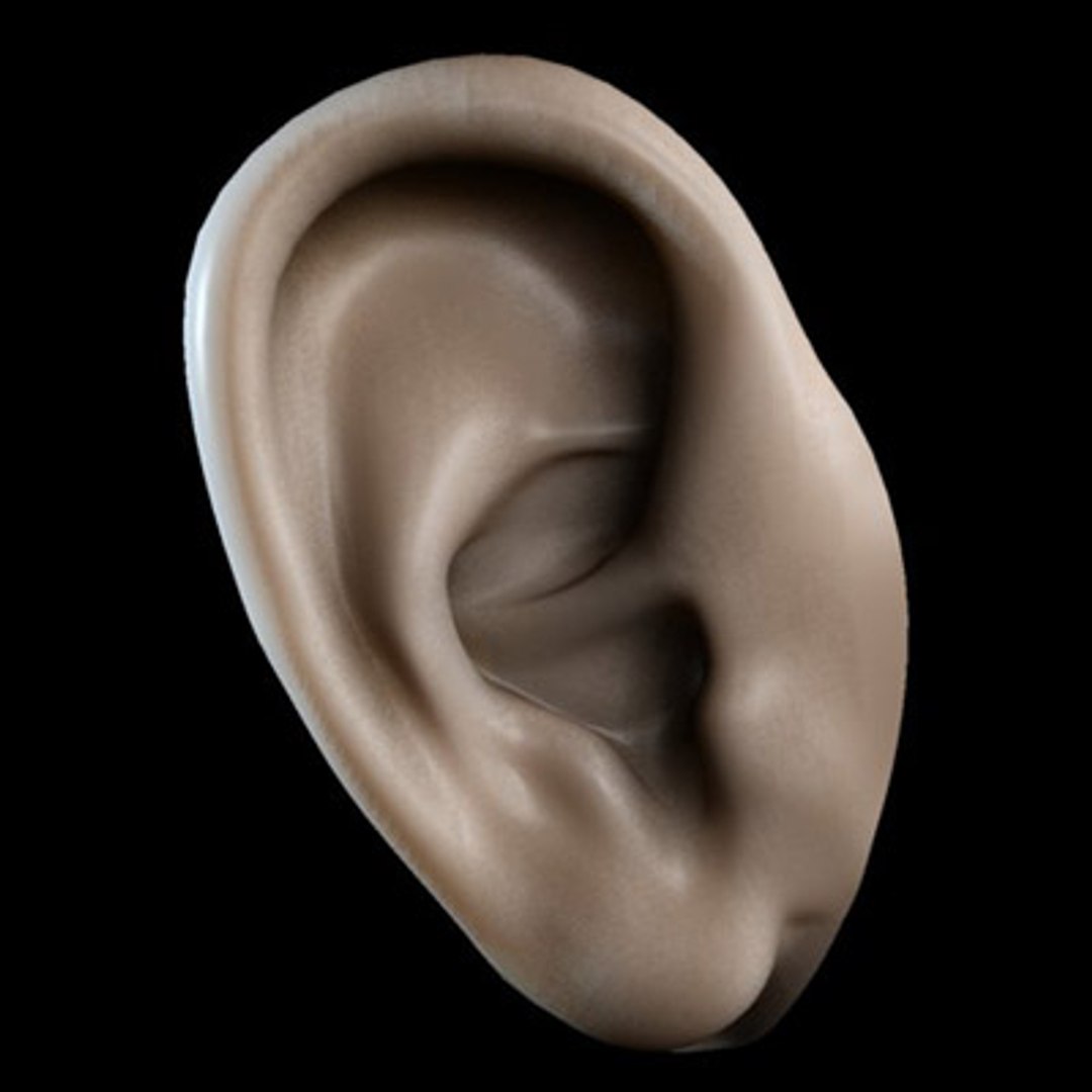 ear 3d max