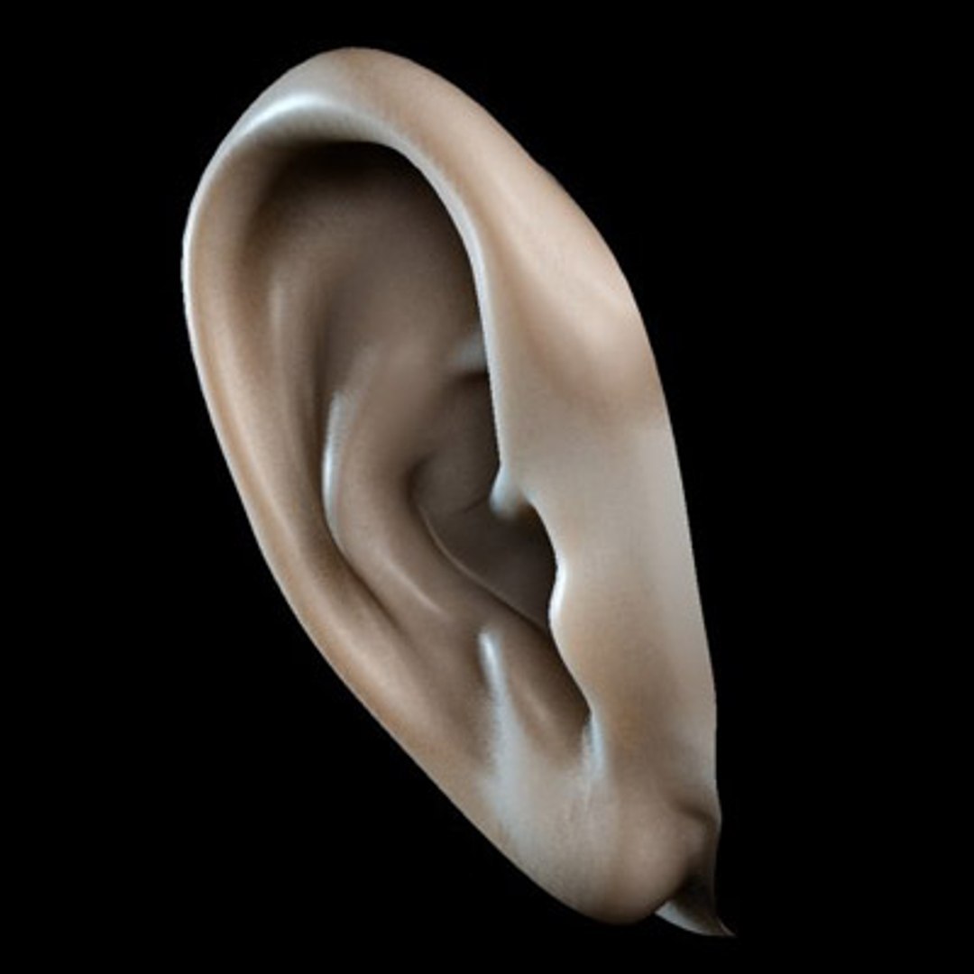 ear 3d max