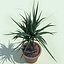 Dracaena Marginata
