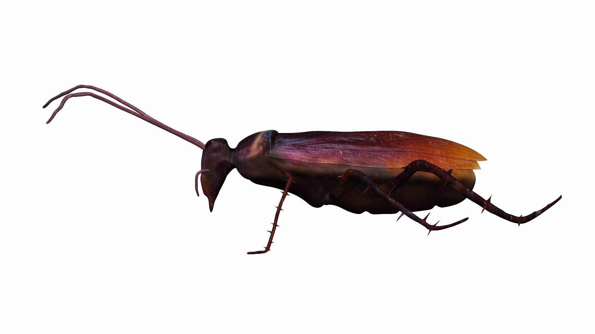 3D Home Cockroach - TurboSquid 1732982