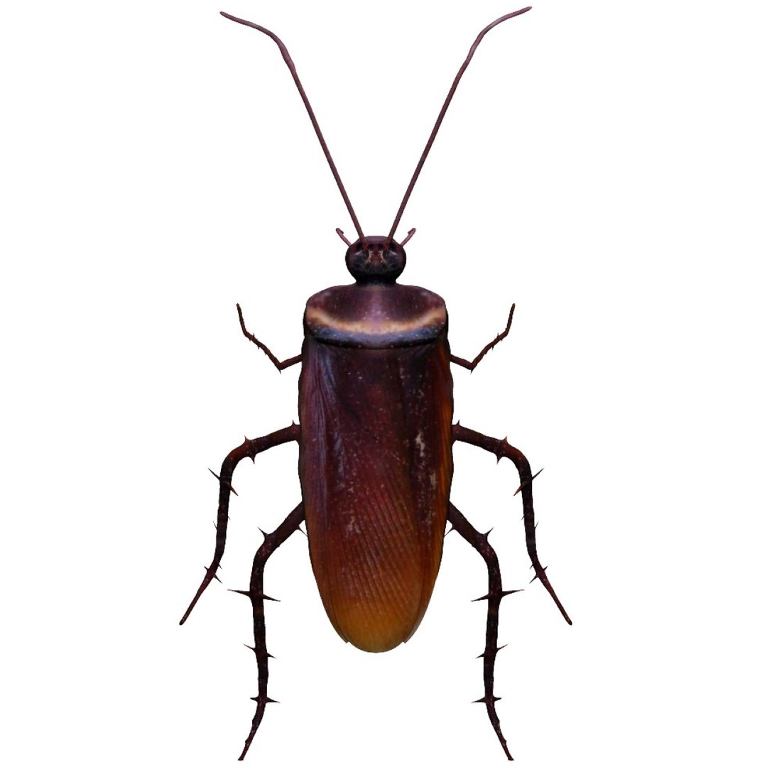 3D Home Cockroach - TurboSquid 1732982
