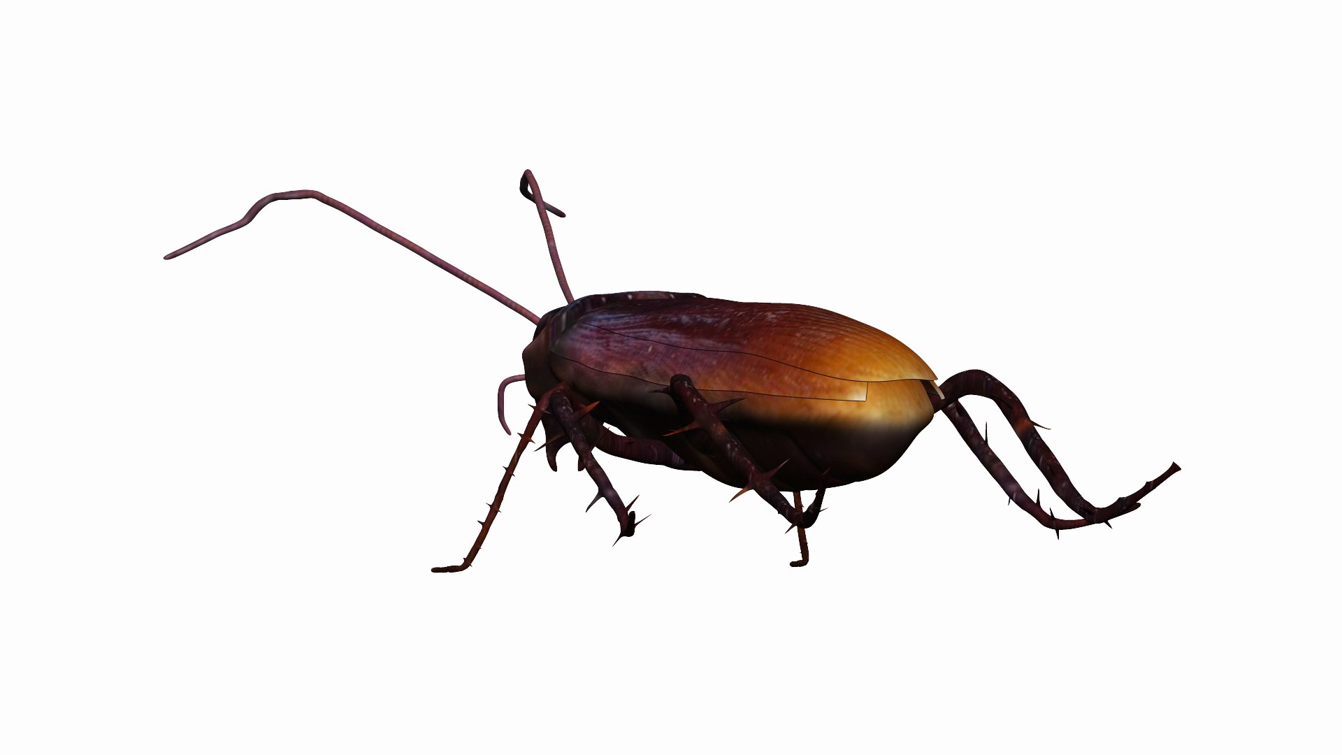 3D Home Cockroach - TurboSquid 1732982