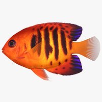 Flame Angelfish