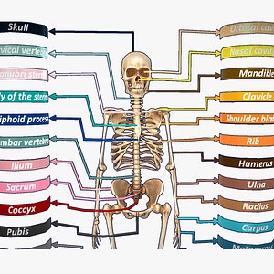 Skeleton - Names of Human Skeleton 3D model
