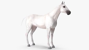 3D white horse rigged