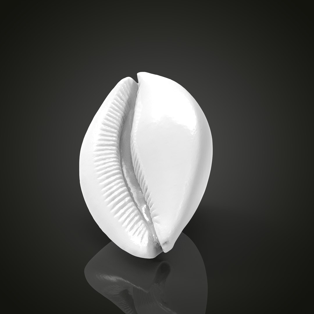 Shell model https://p.turbosquid.com/ts-thumb/cT/vJCR5h/W6/untitled.1.3/jpg/1649067393/1920x1080/fit_q87/c33de84a6072f5140fabb0526551c1cc523f614f/untitled.1.3.jpg