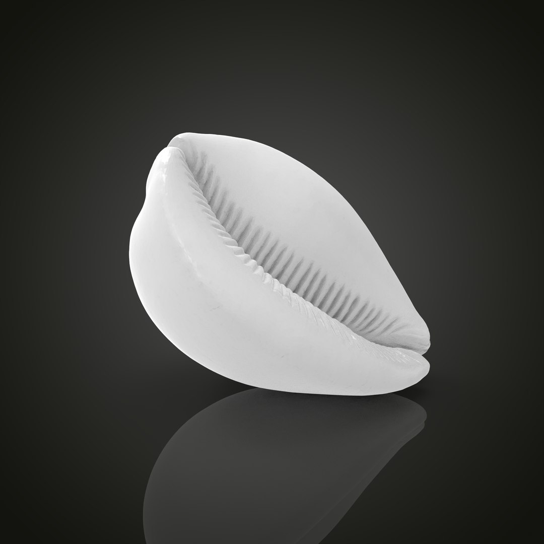 Shell model https://p.turbosquid.com/ts-thumb/cT/vJCR5h/sC/untitled.1.21/jpg/1649067403/1920x1080/fit_q87/c6912fb4e9eb73c9404c68de757736a9a035ec08/untitled.1.21.jpg