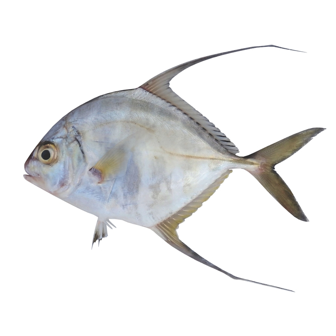 threadfin jack max https://p.turbosquid.com/ts-thumb/cT/w6K6r7/QyalVuiB/threadytt/jpg/1444338120/1920x1080/turn_fit_q99/f7f071132fe577316cca2ef8972a2a625e3f49bf/threadytt-1.jpg