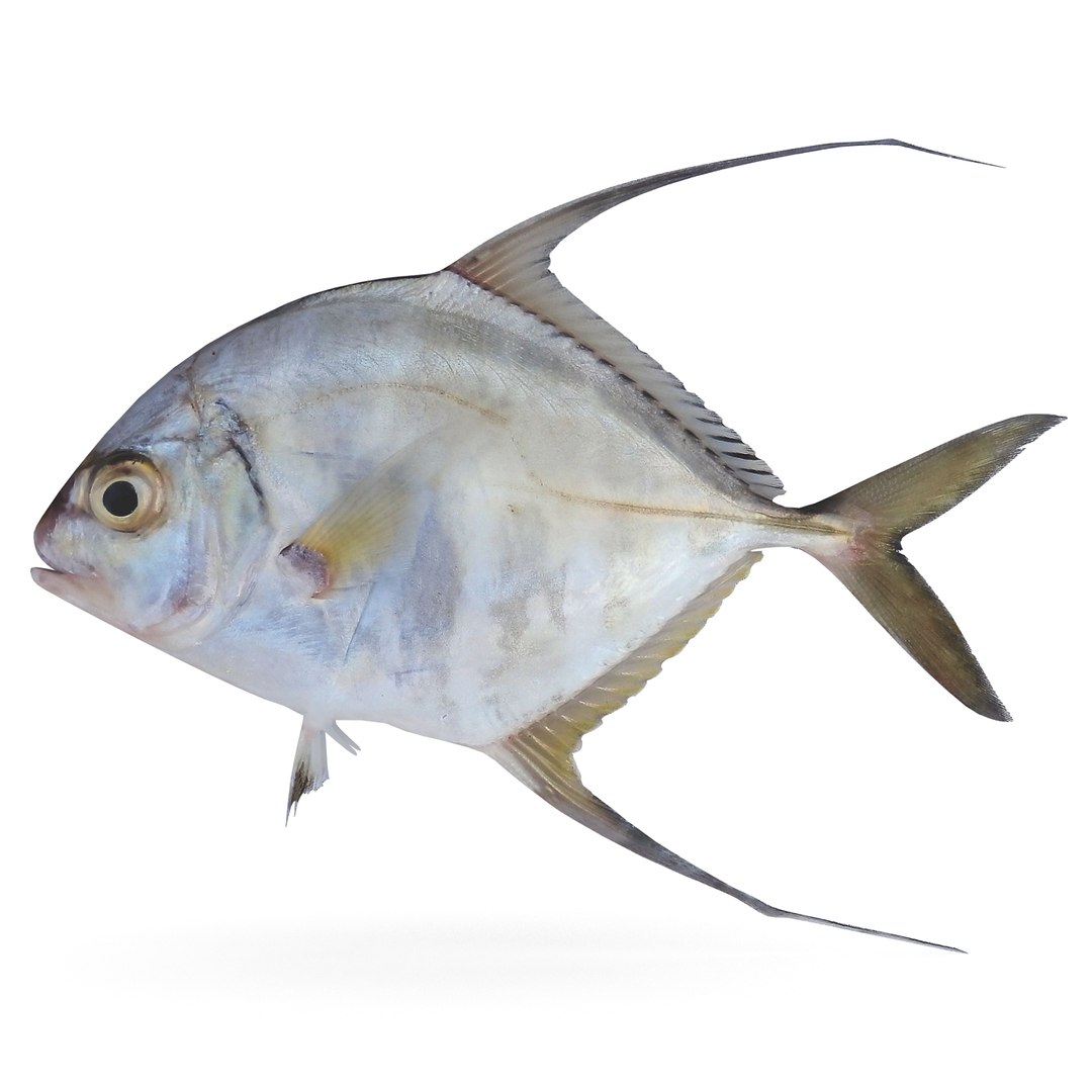 threadfin jack max