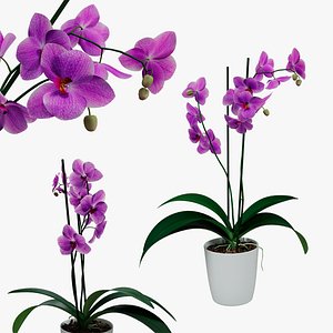 3D Orchid flower in a pot
