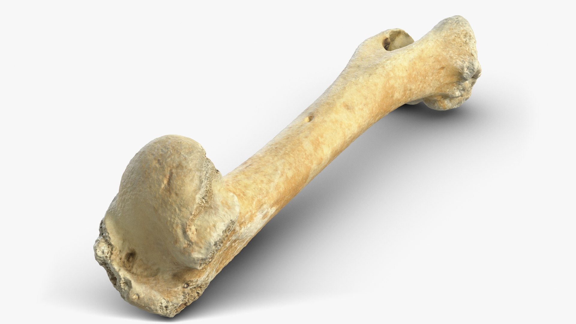 3D Bone 5 Model - TurboSquid 1539259