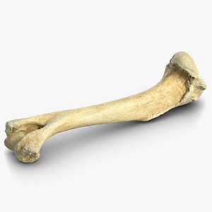 3D bone 5 model