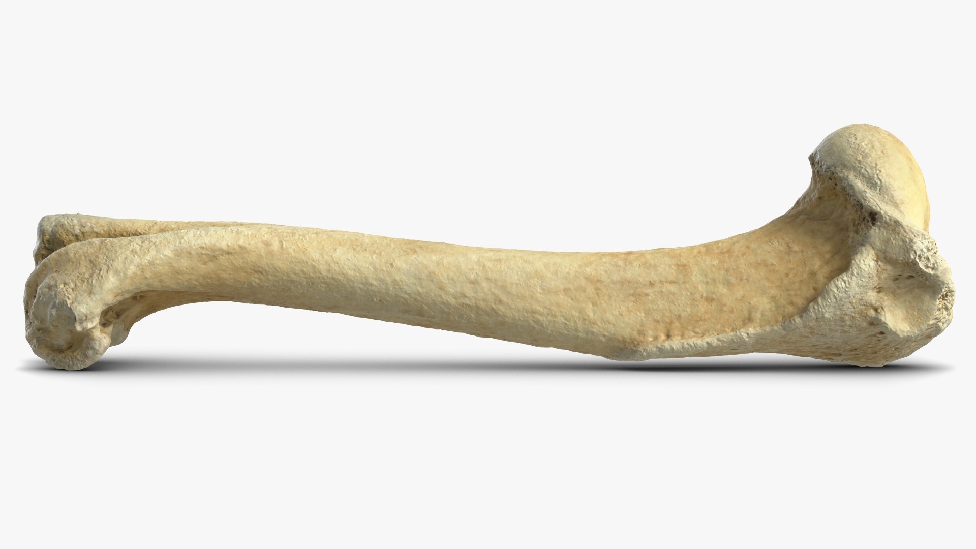 3D Bone 5 Model - TurboSquid 1539259