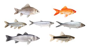 3D model Fish Collection