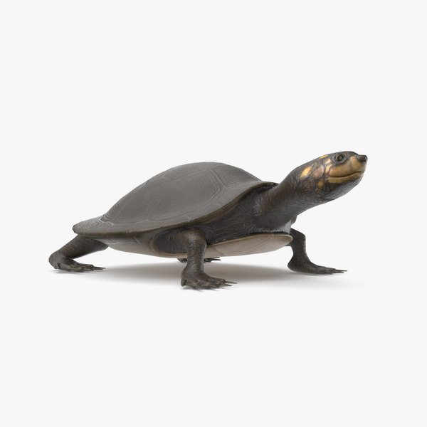 Turtle 3D Models for Download | TurboSquid