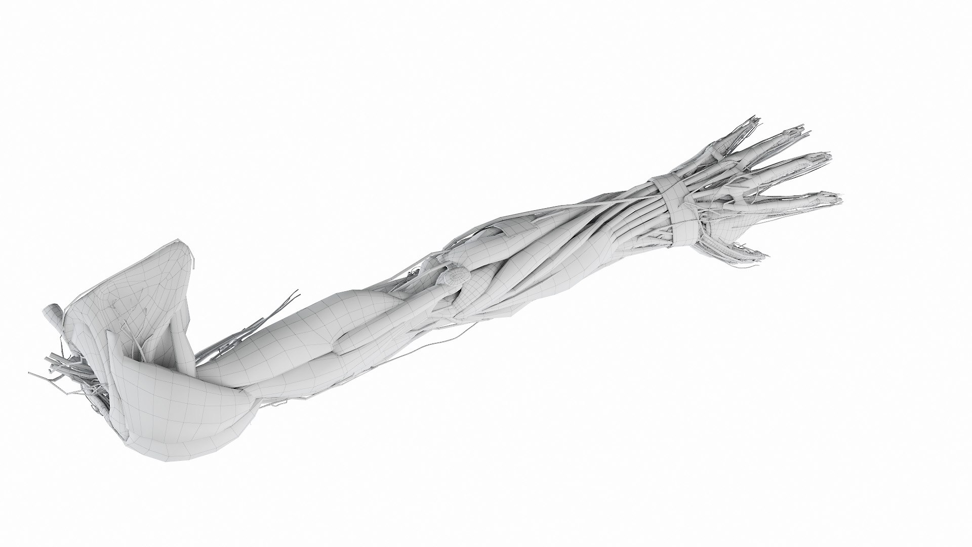 3D Human Male Arm Anatomy model - TurboSquid 1732663