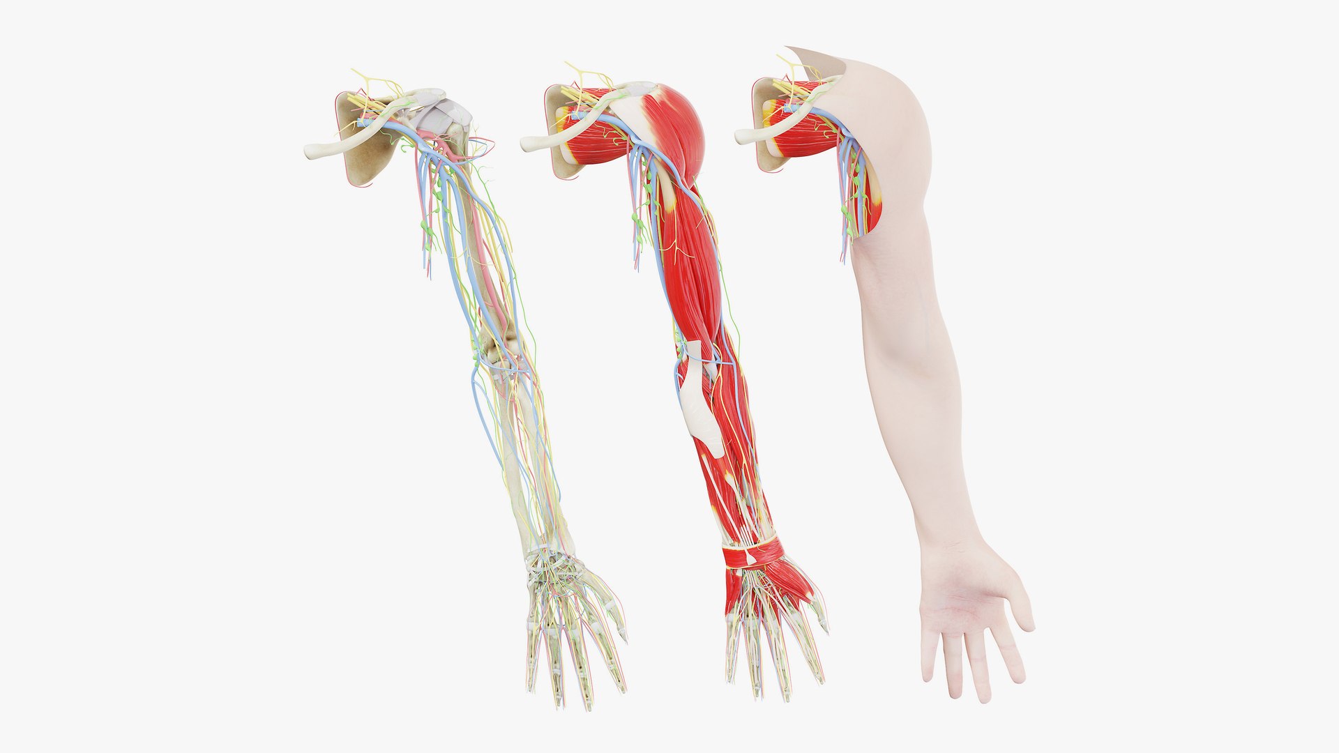 3D Human Male Arm Anatomy model - TurboSquid 1732663