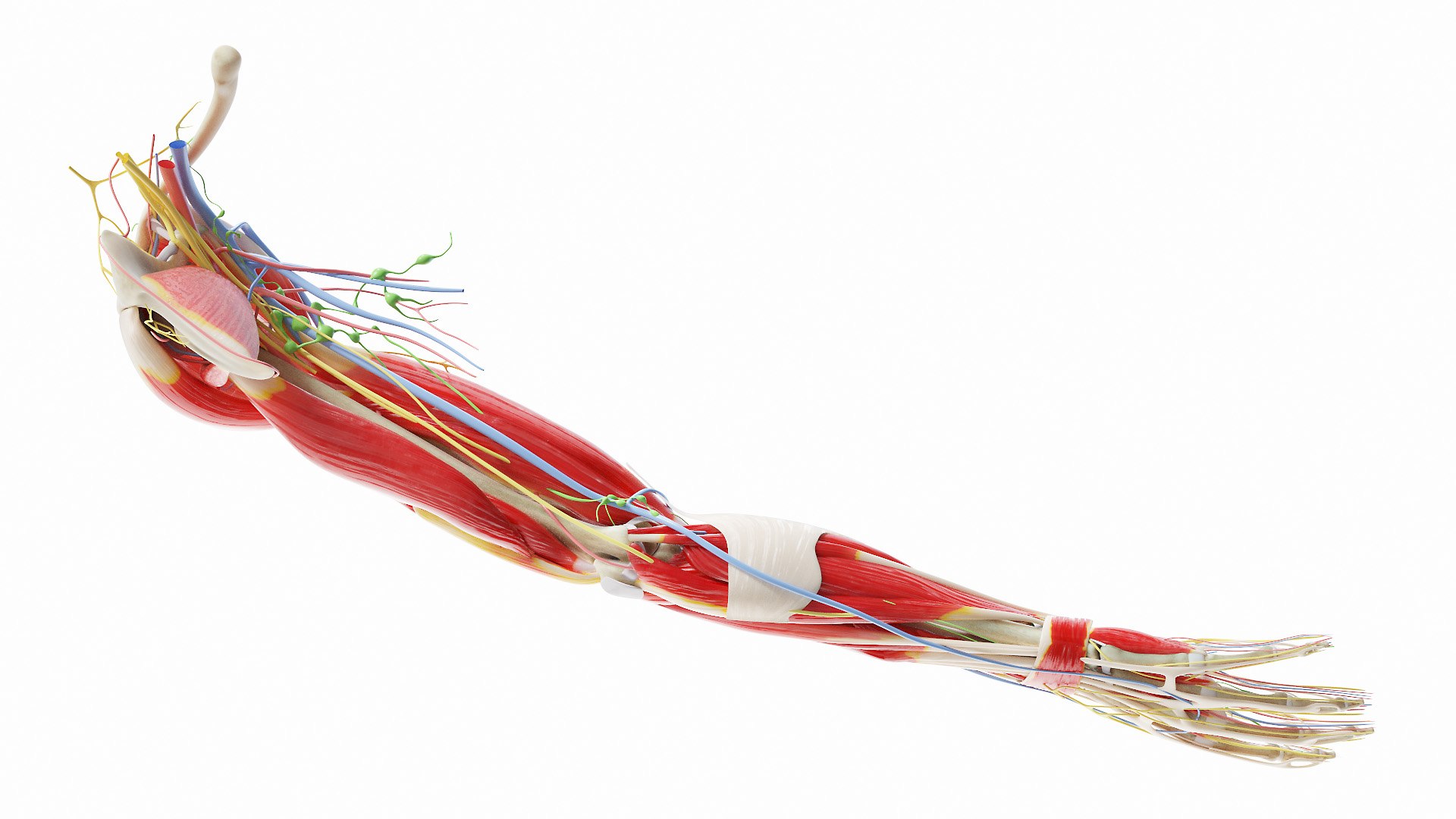 3D Human Male Arm Anatomy Model - TurboSquid 1732663