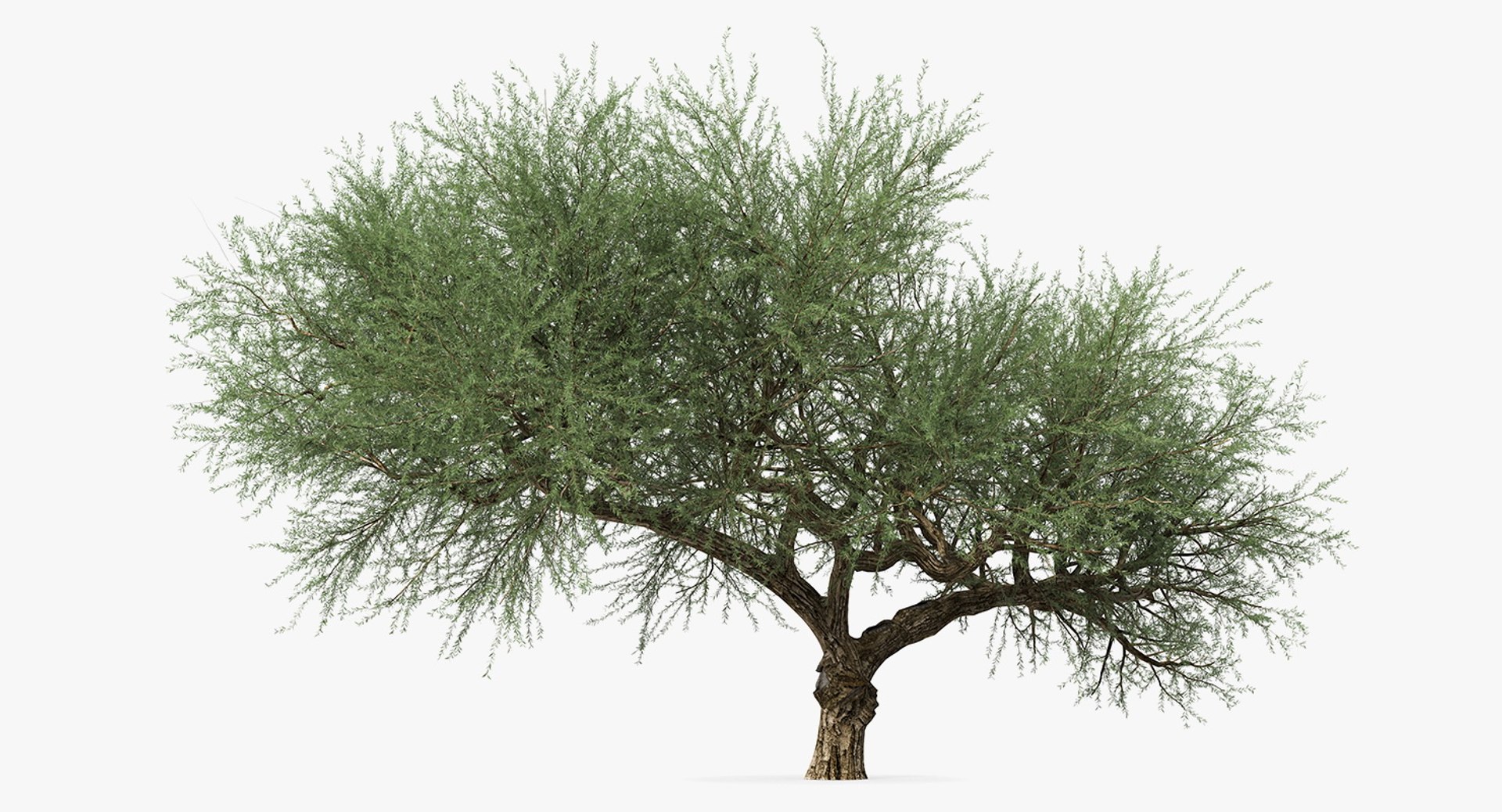 Olea Europaea or Olive Tree 3D model preview