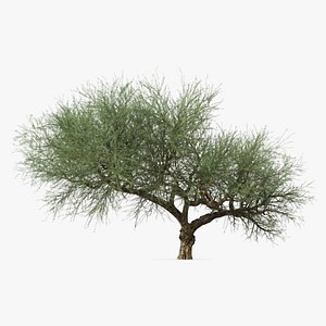 3D olea europaea olive tree