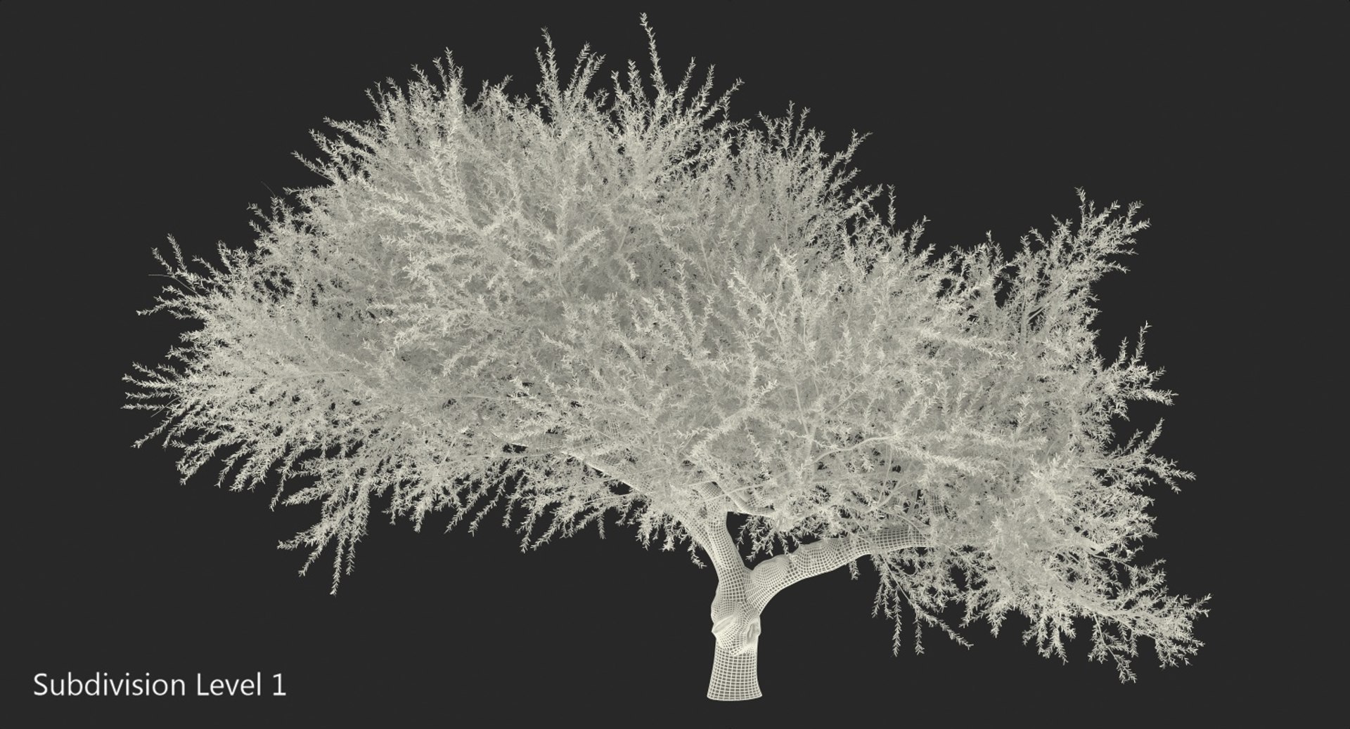 3D Olea Europaea Olive Tree - TurboSquid 1397692