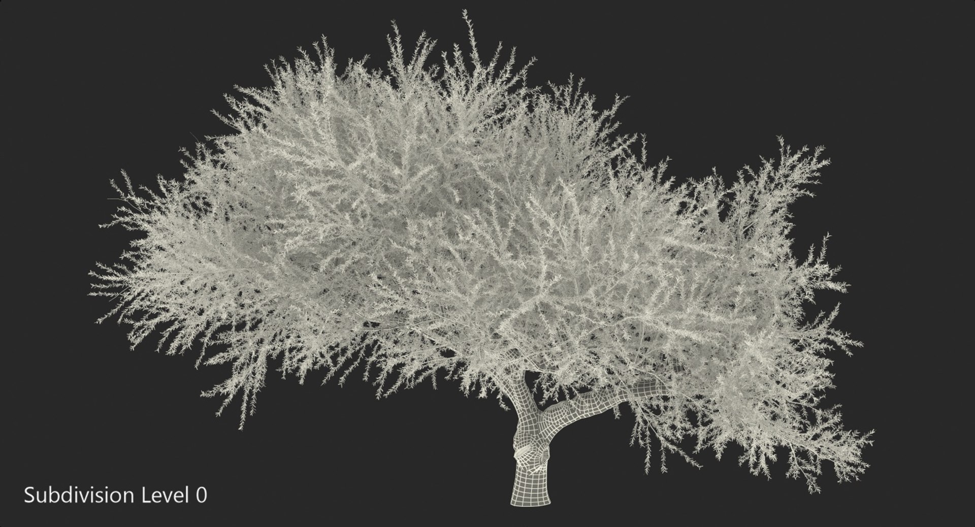 3D Olea Europaea Olive Tree - TurboSquid 1397692