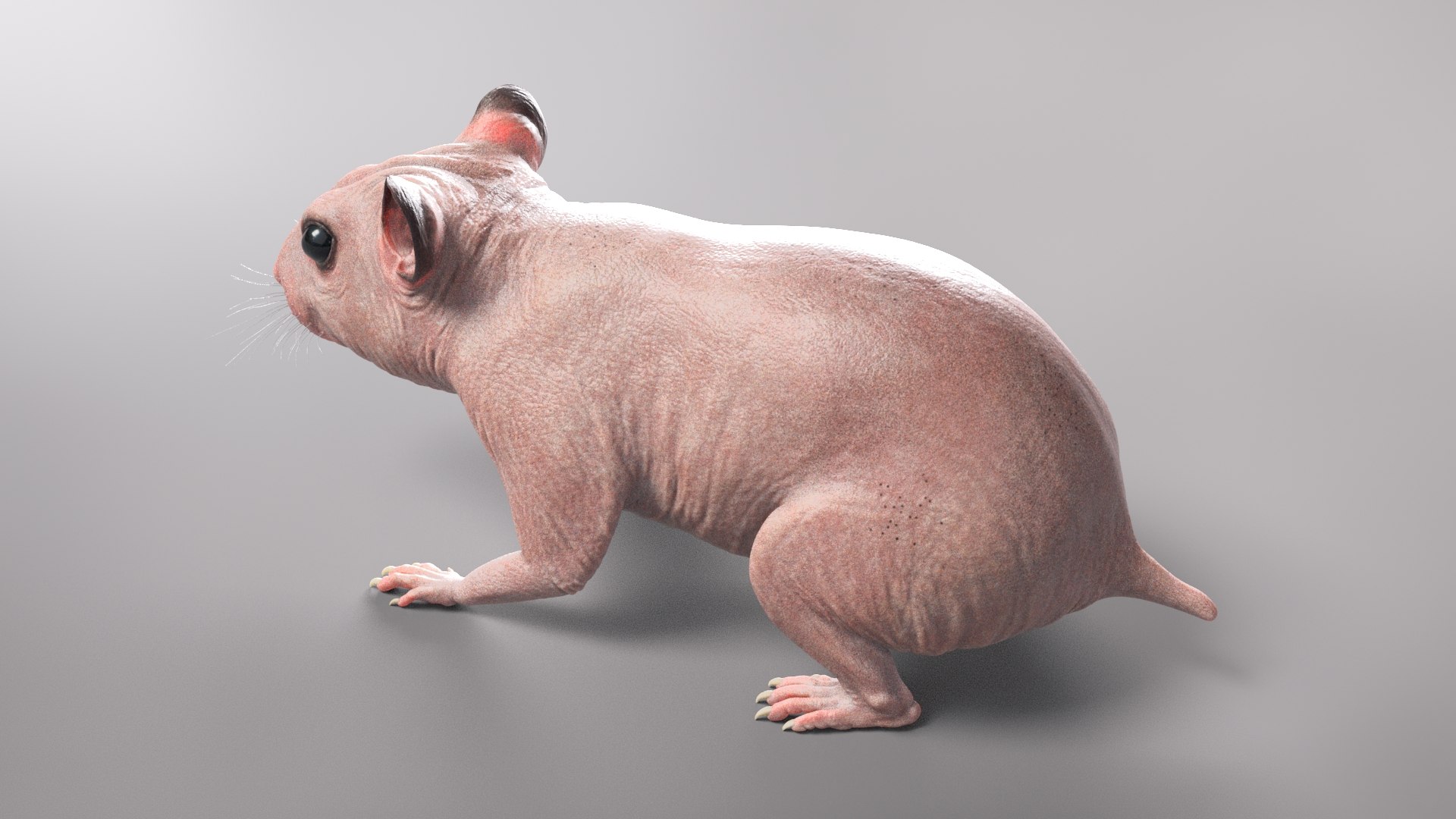 hamster animal rodent model https://p.turbosquid.com/ts-thumb/cU/ONyEMd/7FsF3lyd/beauty32/jpg/1606945511/1920x1080/fit_q87/02304211cade2964bdec9bb721570562af1c09e8/beauty32.jpg